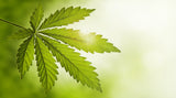 CBD HEMP OIL 1800 mg ULTRA STRENGTH EQUINE* USDA ORGANIC ACTIVE CBD PCR HEMP OIL*